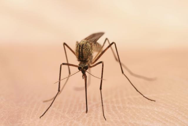 Svetska zdravstvena organizacija: Zika ne zahteva hitnost
